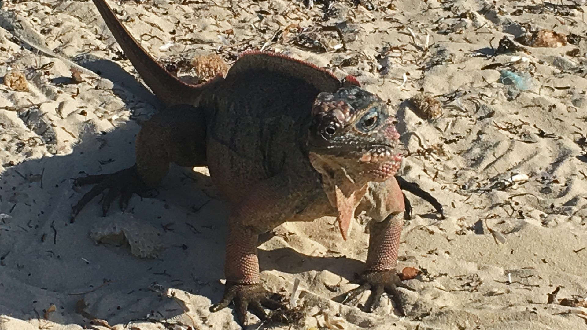 grotto (1) allens cay things to do in Exuma