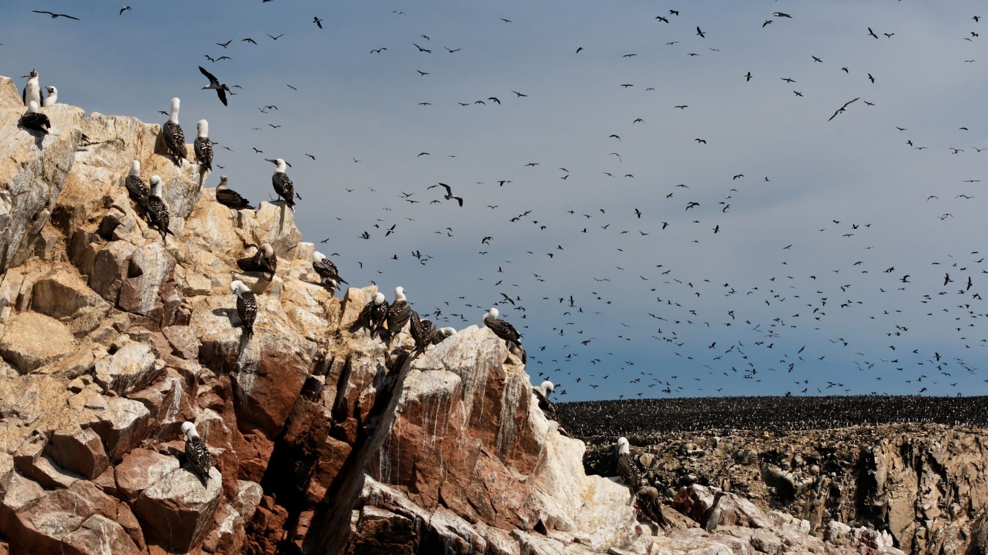 islas ballestas adventures in Paracas